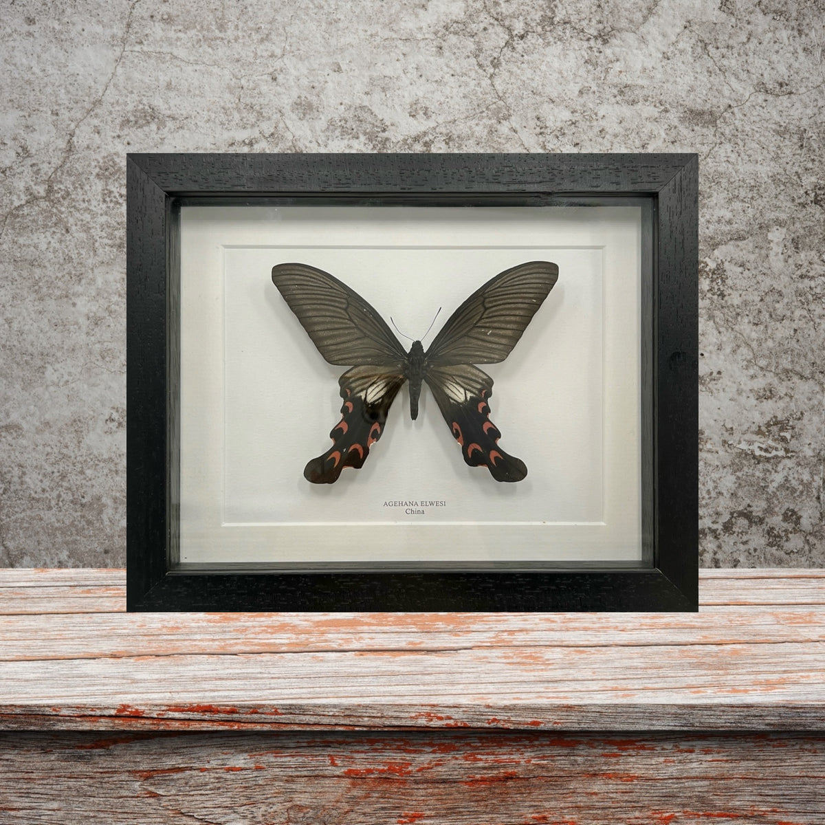 Agehana Elwesi Butterfly