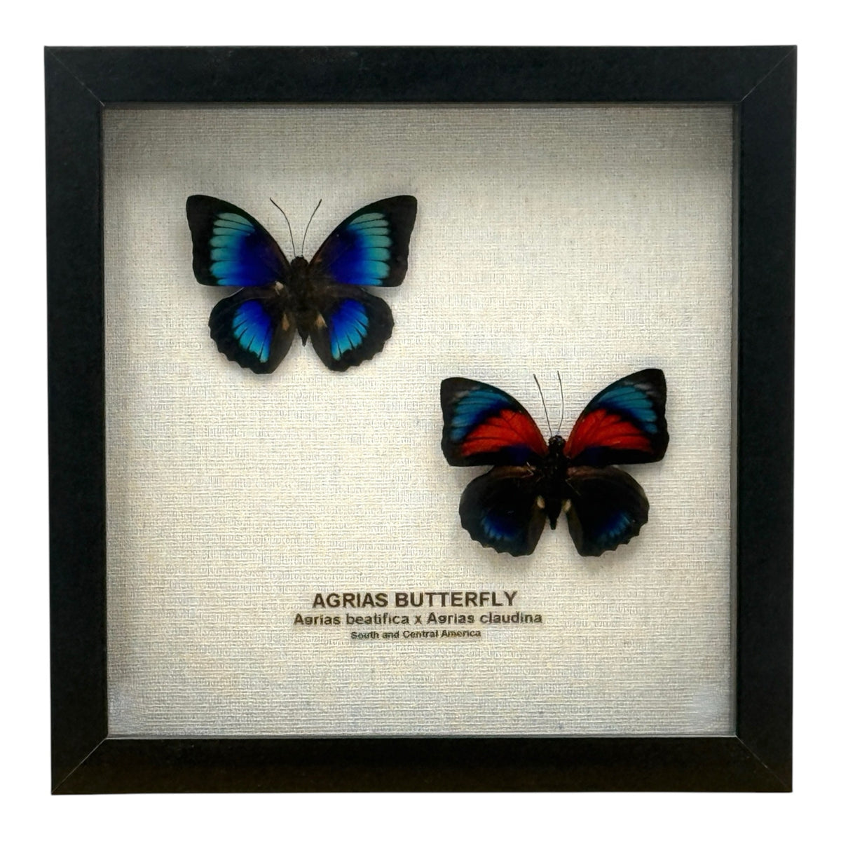 Agrias Butterfly