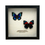 Agrias Butterfly