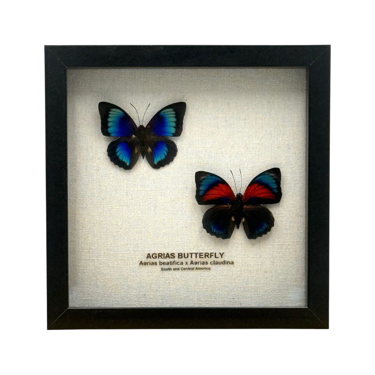 Agrias Butterfly