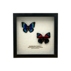 Agrias Butterfly