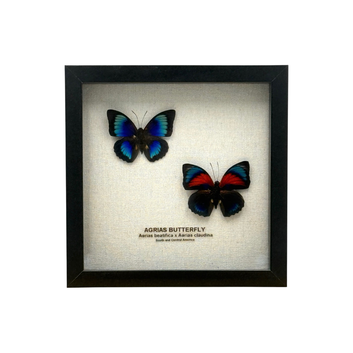 Agrias Butterfly