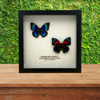 Agrias Butterfly