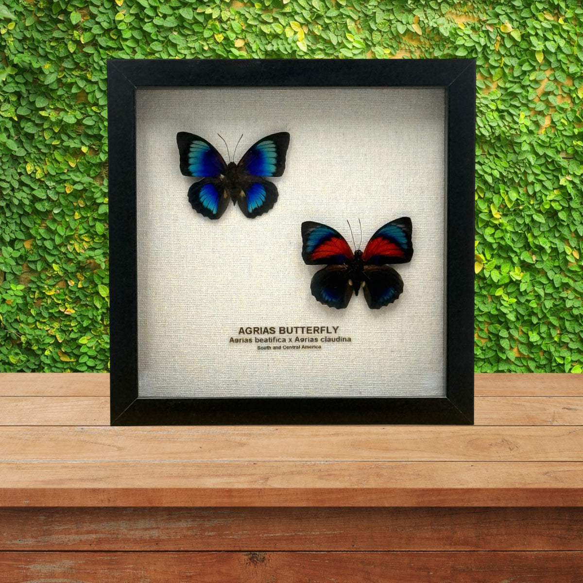 Agrias Butterfly