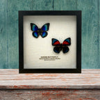 Agrias Butterfly