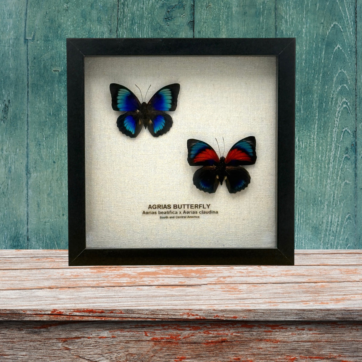 Agrias Butterfly