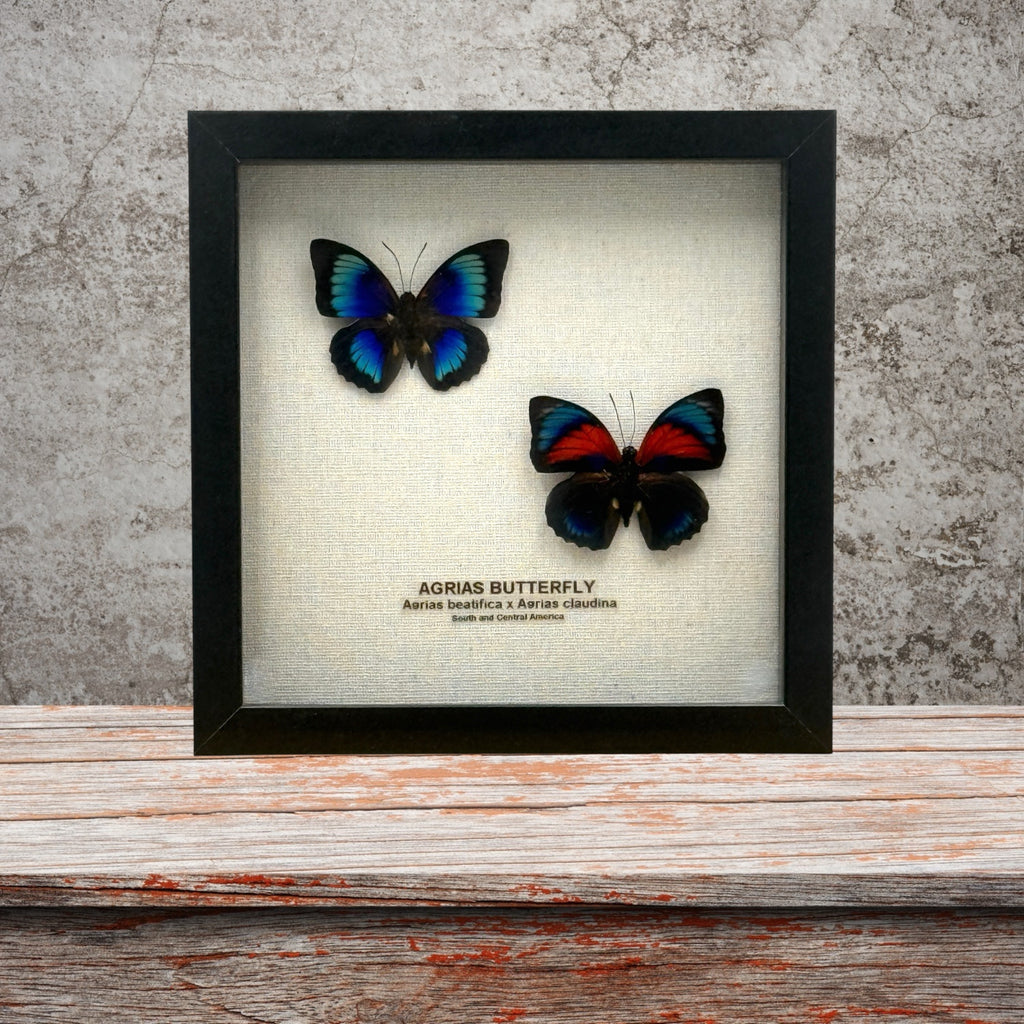 Agrias Butterfly
