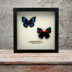 Agrias Butterfly