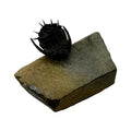 Akantharges Trilobite