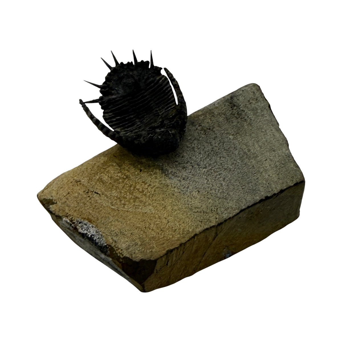 Akantharges Trilobite