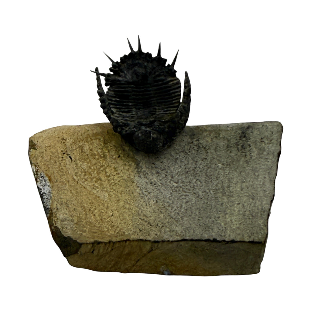 Akantharges Trilobite