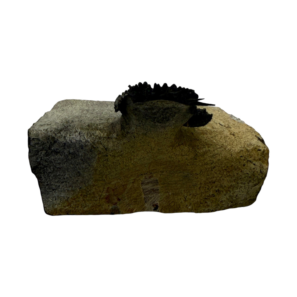 Akantharges Trilobite