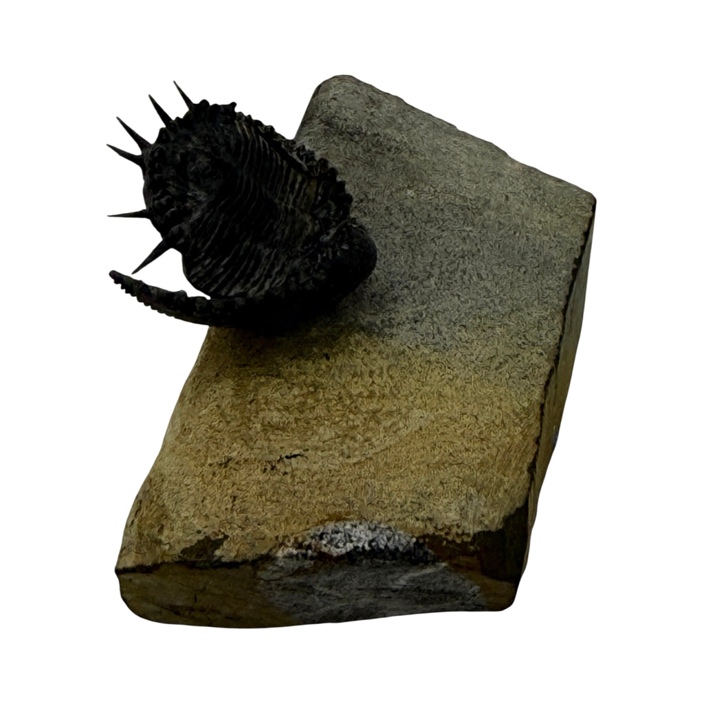 Akantharges Trilobite
