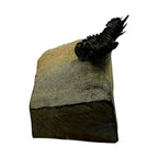 Akantharges Trilobite