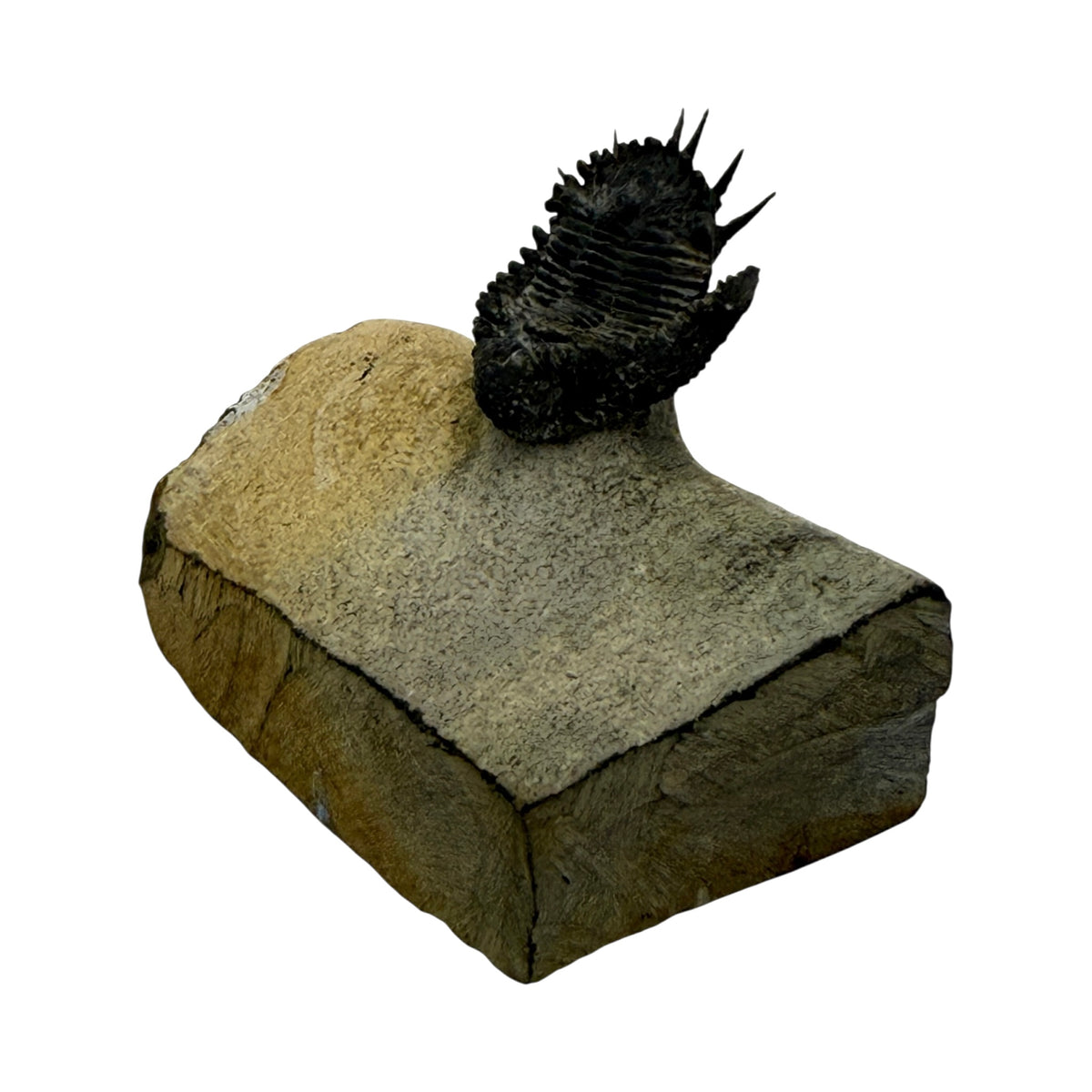 Akantharges Trilobite
