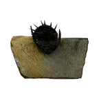 Akantharges Trilobite
