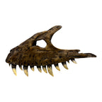 Maxilla Replica (Albertosaur)
