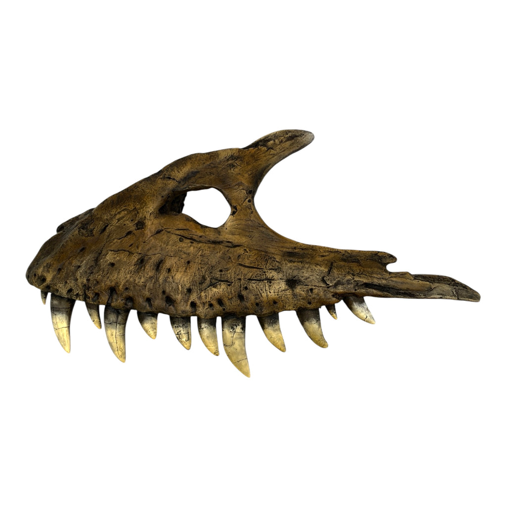 Maxilla Replica (Albertosaur)