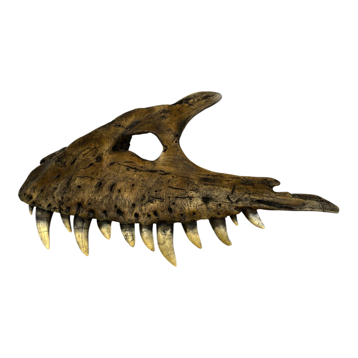 Maxilla Replica (Albertosaur)