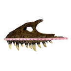 Maxilla Replica (Albertosaur)