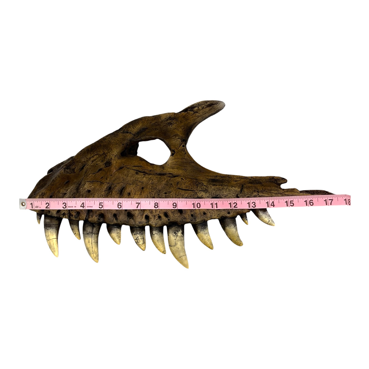 Maxilla Replica (Albertosaur)