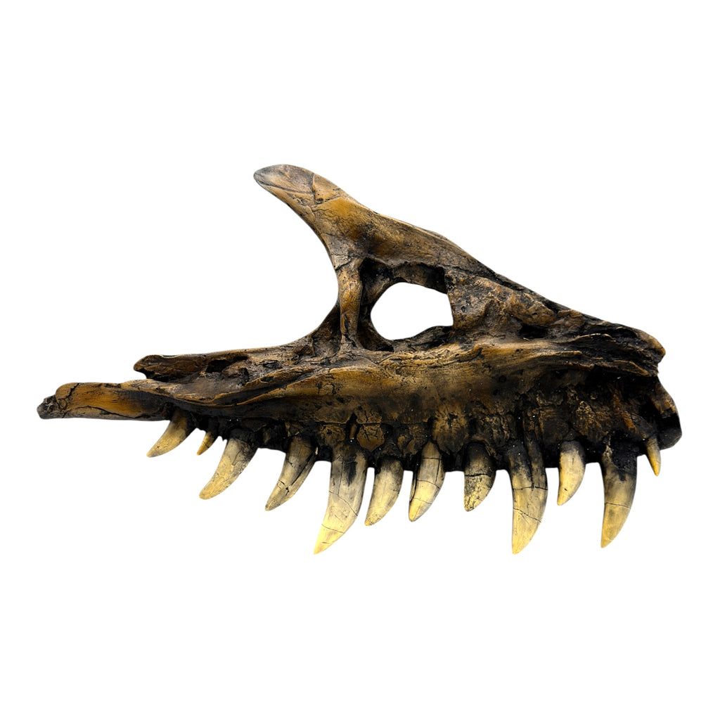 Maxilla Replica (Albertosaur)