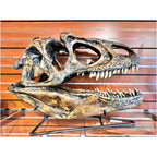 Skull Replica (Allosaurus + Stand)