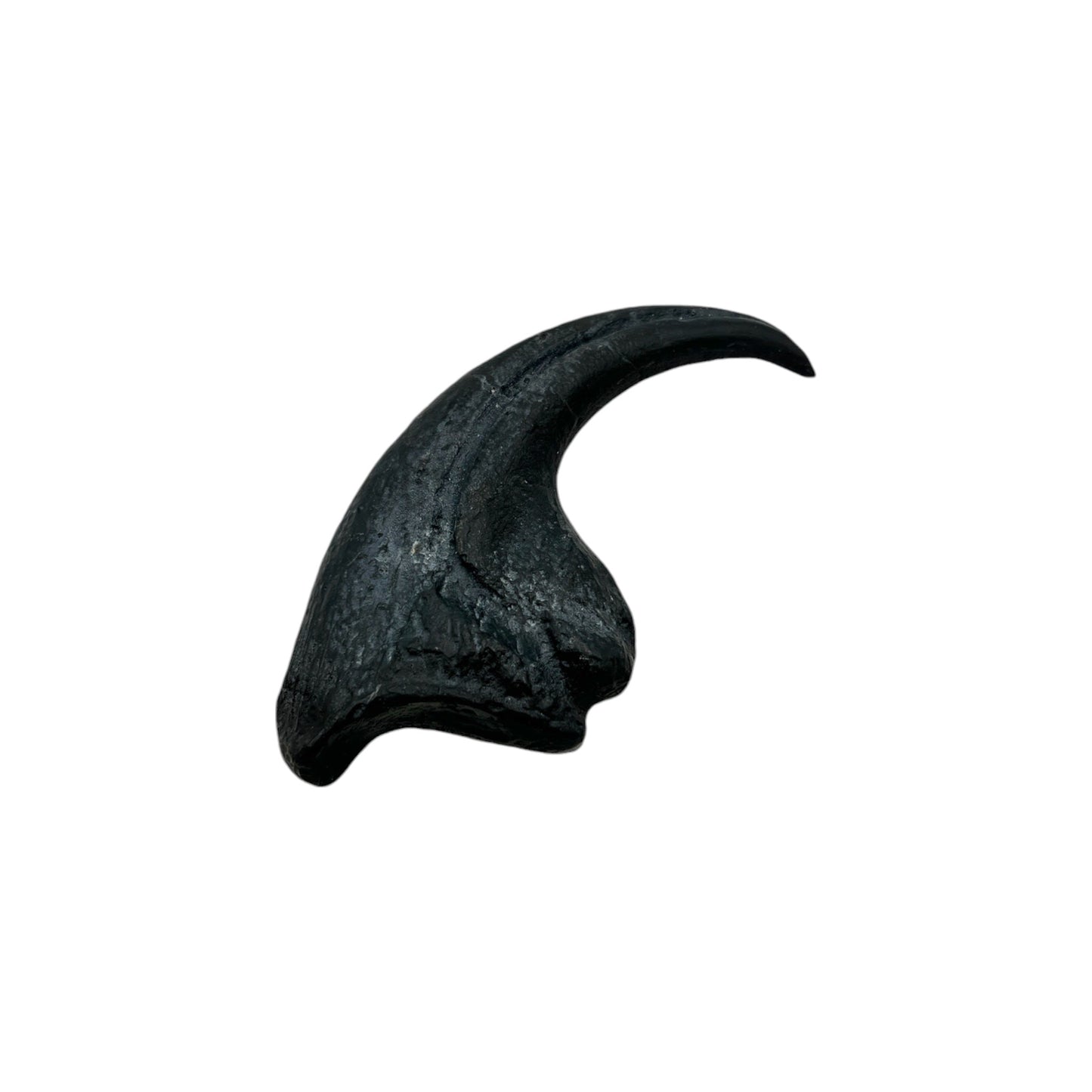 Claw Replica (Allosaurus)