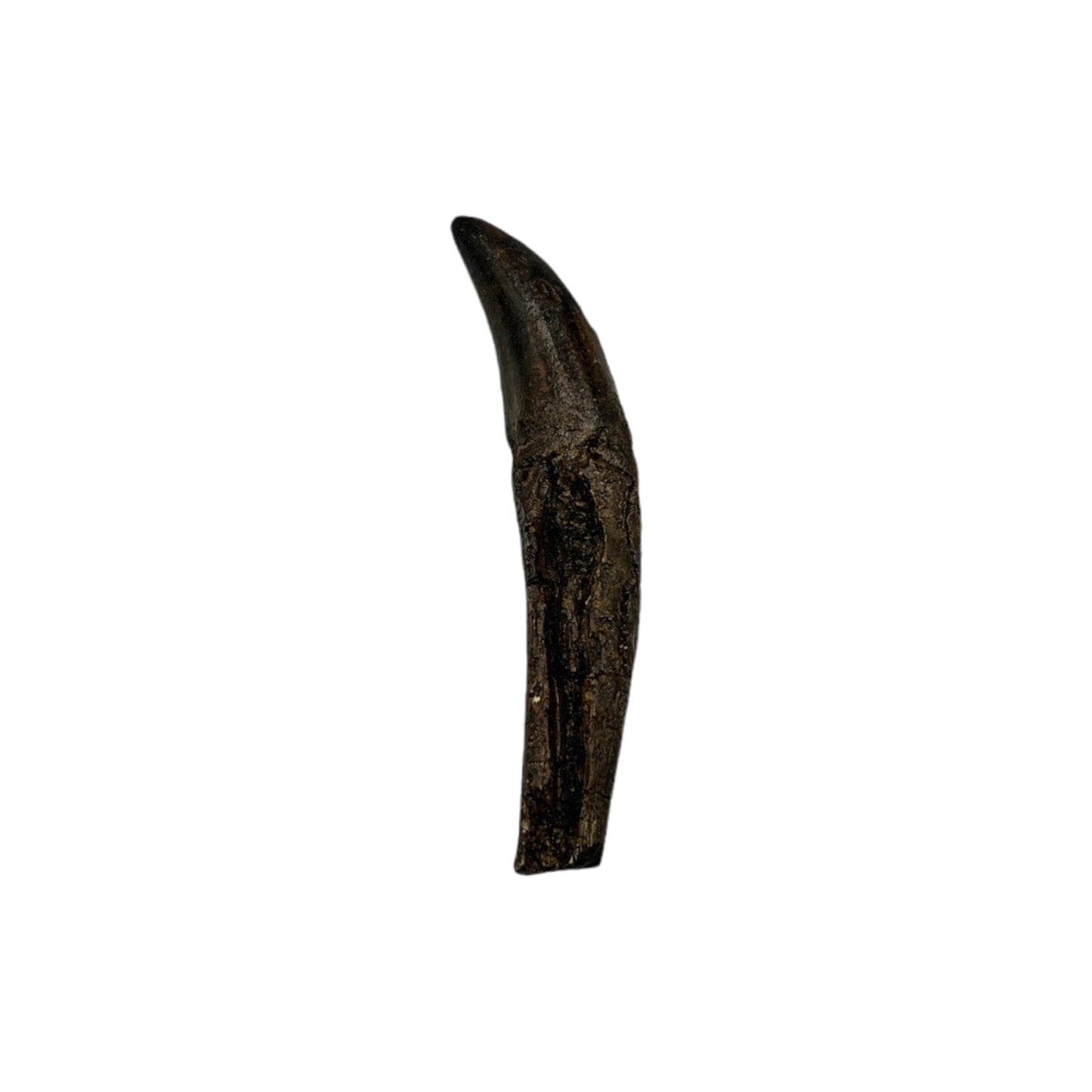 Tooth Replica (Allosaurus)