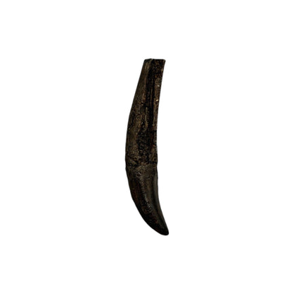 Tooth Replica (Allosaurus)