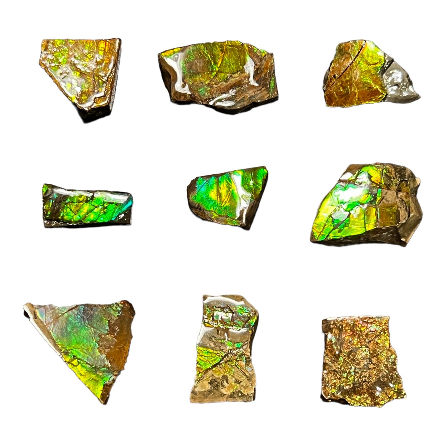 Ammolite