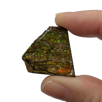 Ammolite