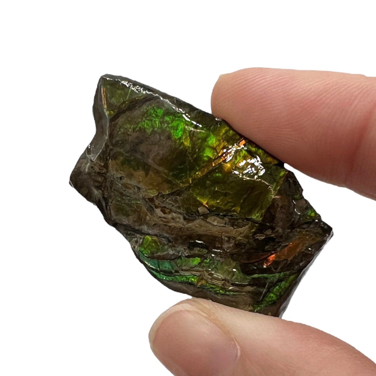 Ammolite