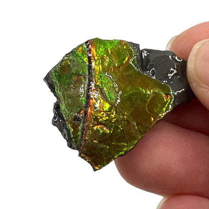 Ammolite