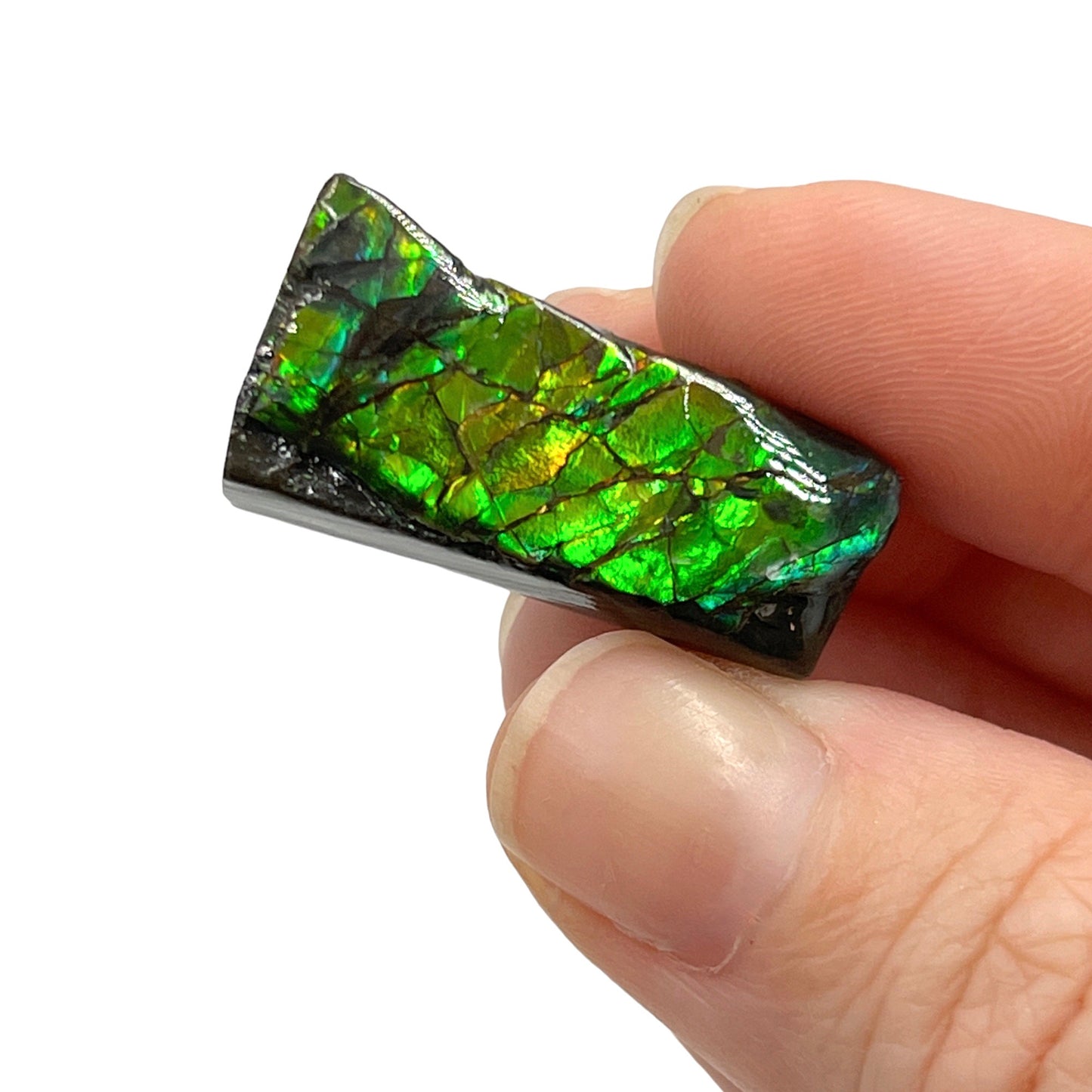 Ammolite