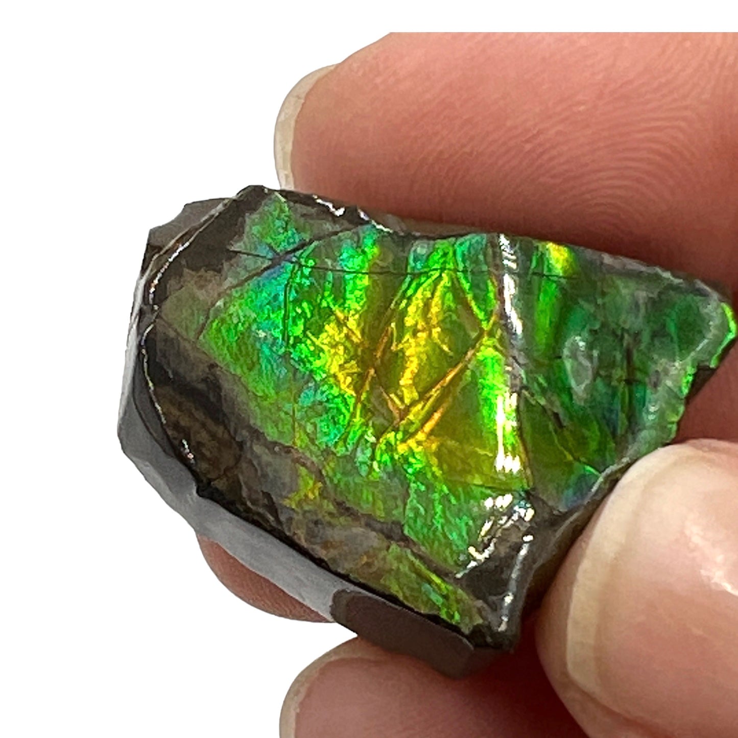 Ammolite