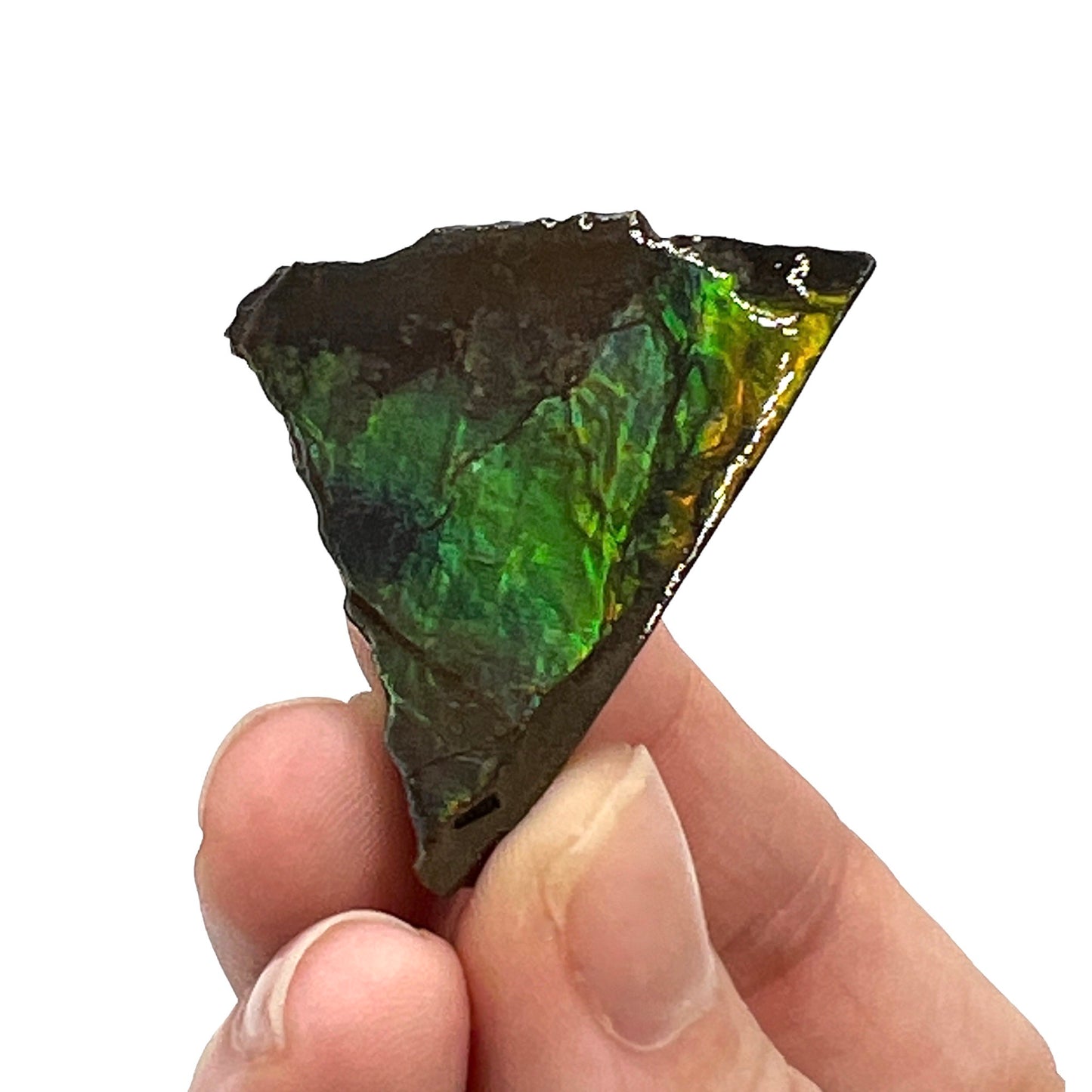 Ammolite