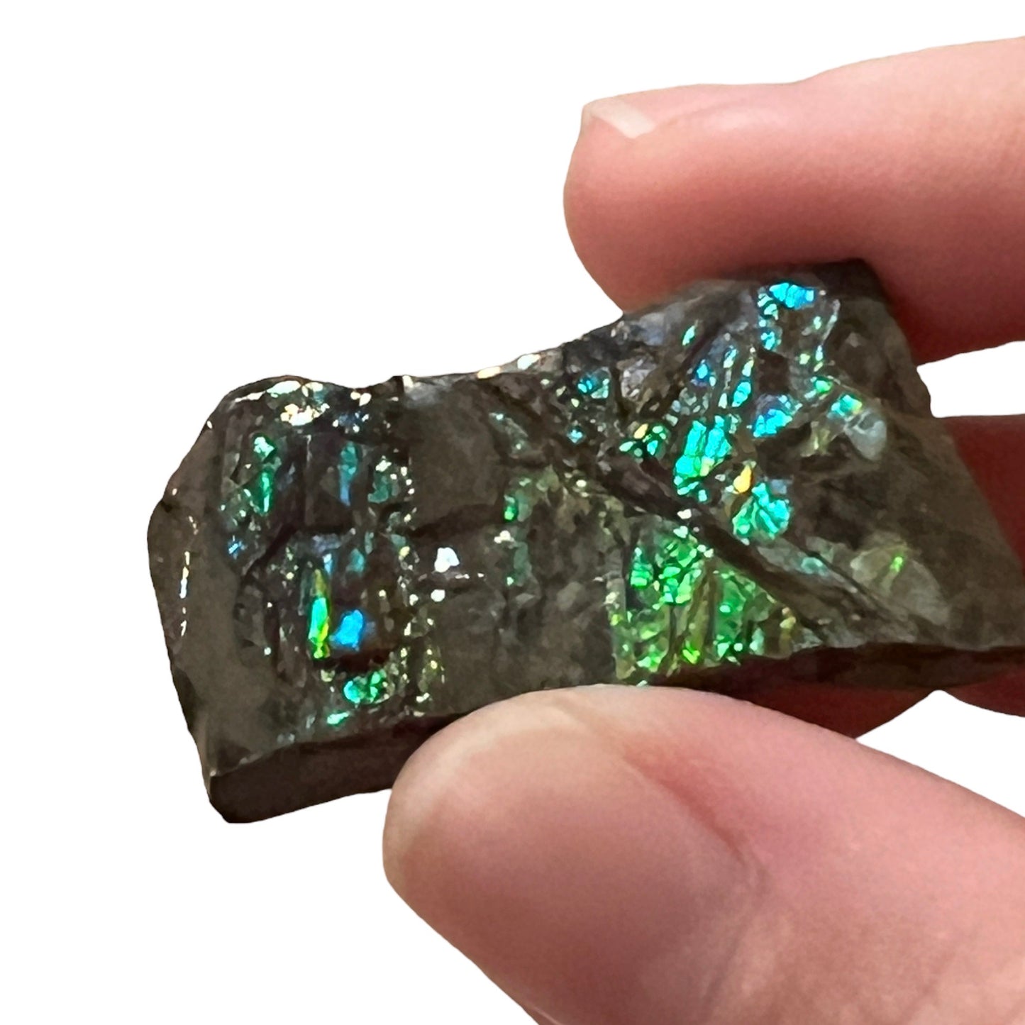 Ammolite