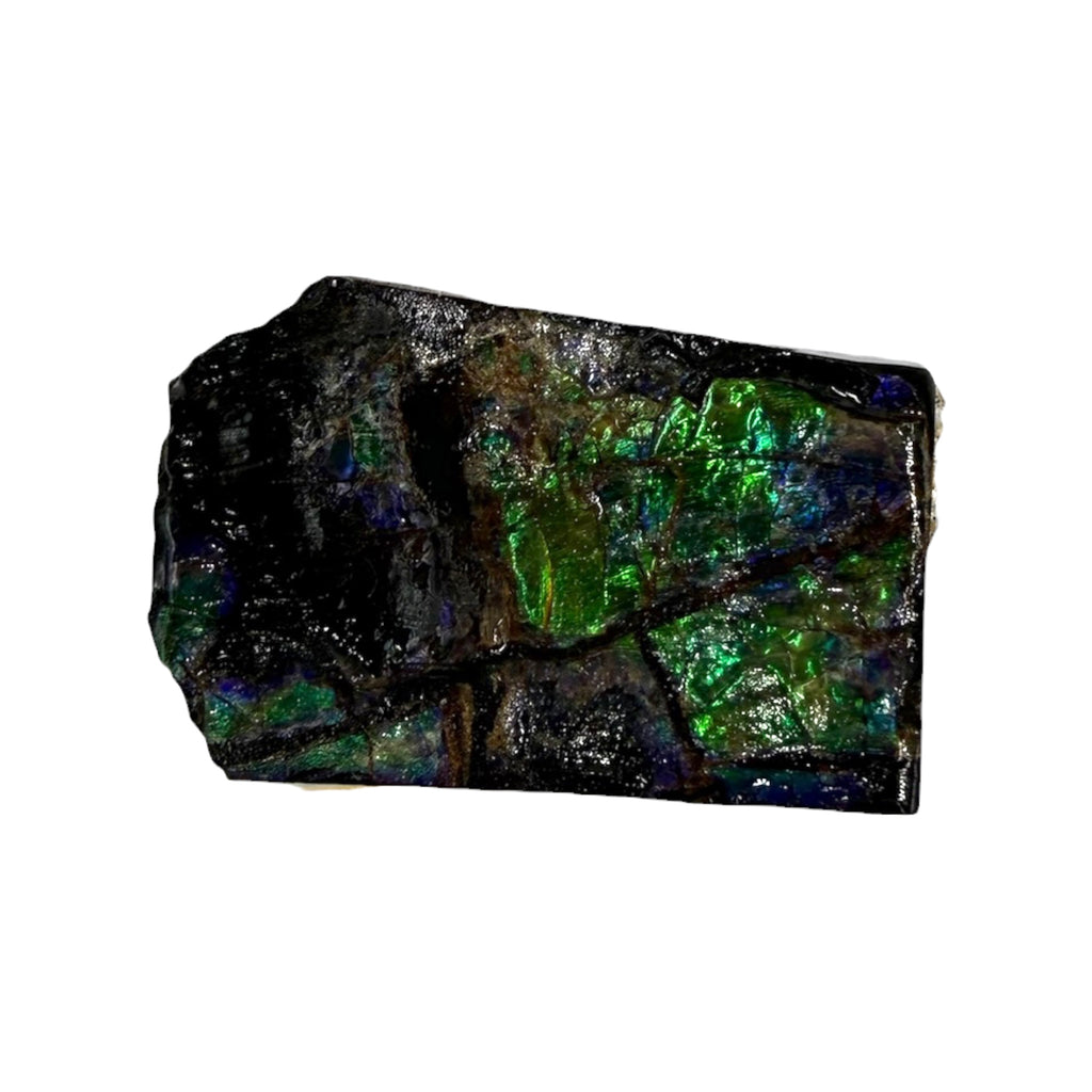 Ammolite