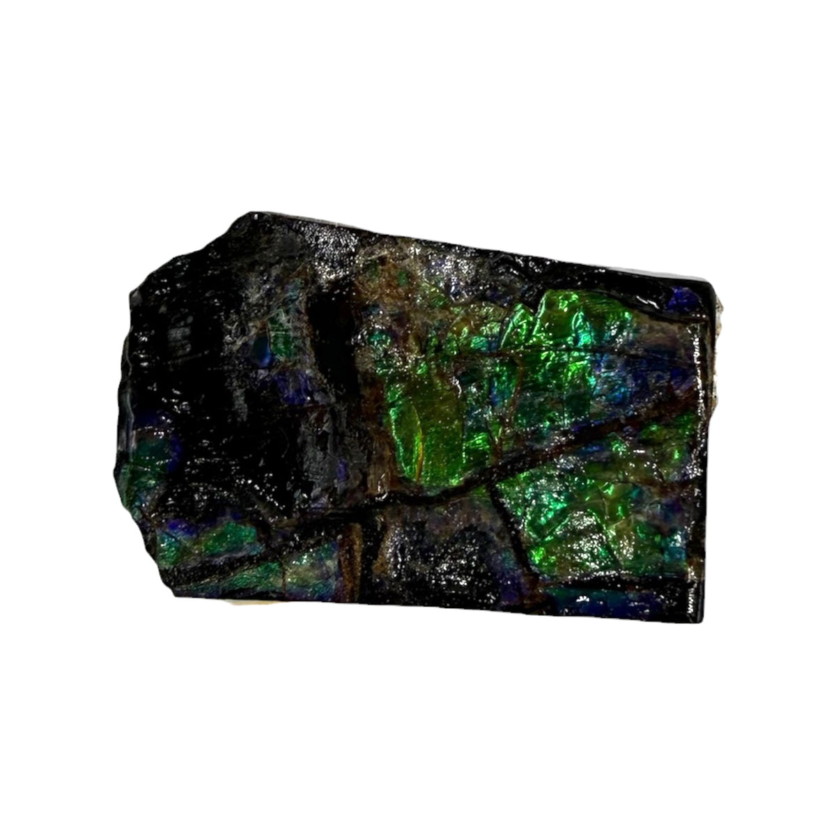 Ammolite