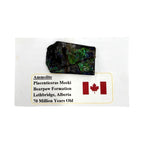 Ammolite