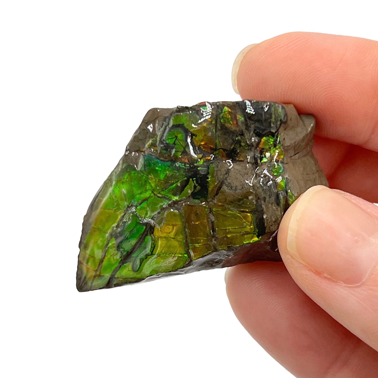 Ammolite