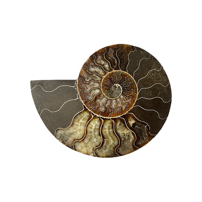 Ammonite Half (5-6")