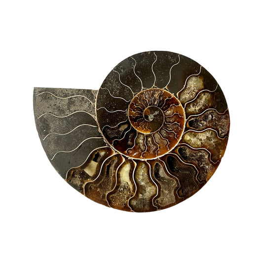 Ammonite Half (5-6")