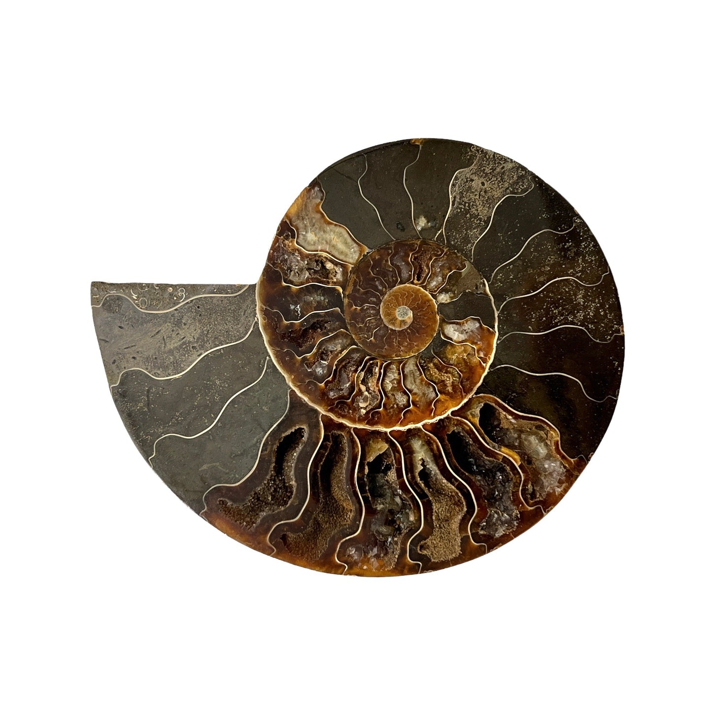 Ammonite Half (5-6")