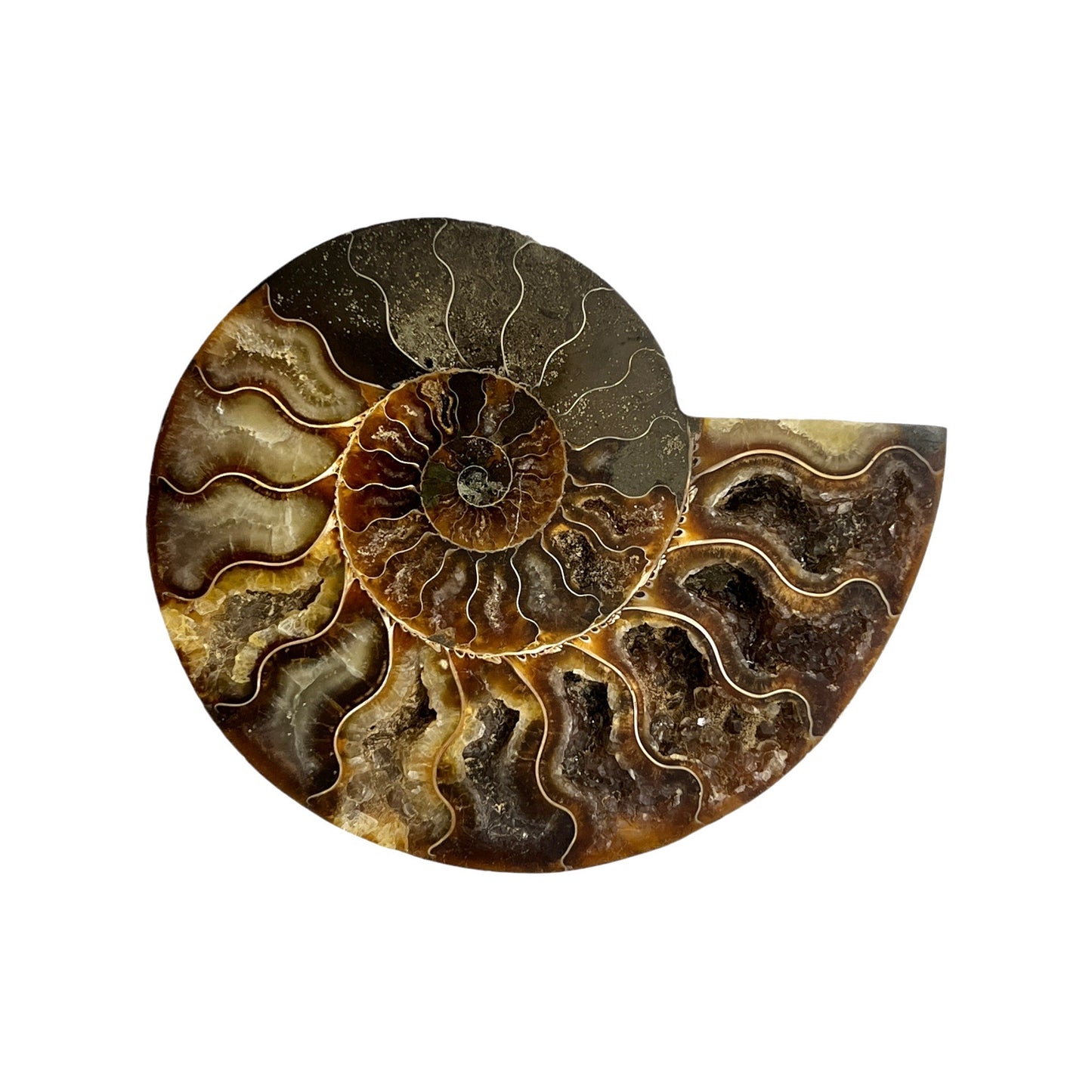 Ammonite Half (5-6")