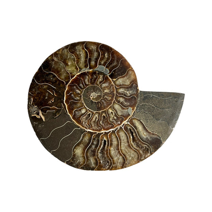 Ammonite Half (5-6")