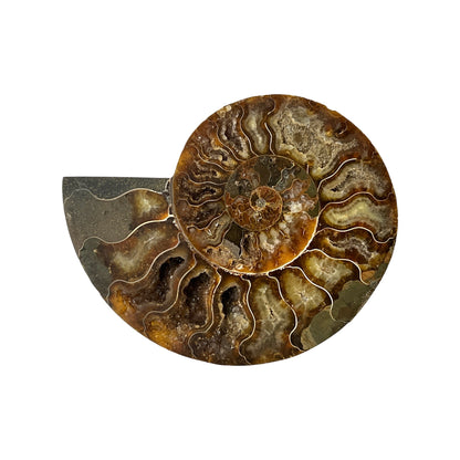 Ammonite Half (5-6")