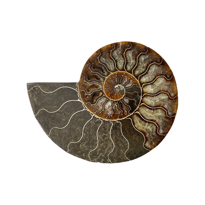 Ammonite Half (5-6")