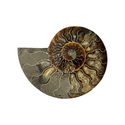 Ammonite Half (5-6")